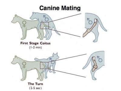 dog penis knot|What Does a Dog Knot Feel Like